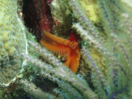 50 Star Horseshoe Worm IMG 3762